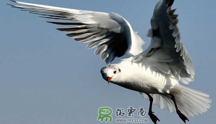 昆明紅嘴鷗拍攝,易游云南攝影。